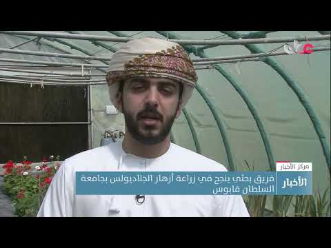 فريق بحثي ينجح في زراعة أزهار الجلاديولس بجامعة السلطان قابوس