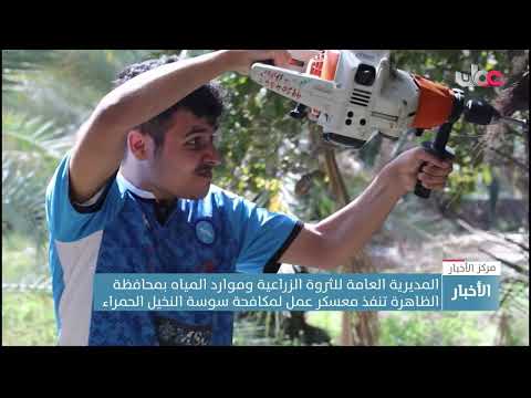 معسكر عمل لمكافحة سوسة النخيل الحمراء بمحافظة الظاهرة