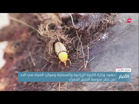 جهود وزارة الثروة الزراعية والسمكية وموارد المياه في الحد من خطر سوسة النخيل الحمراء