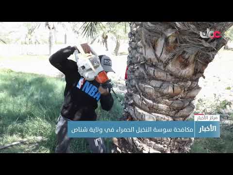 مكافحة سوسة النخيل الحمراء في ولاية شناص