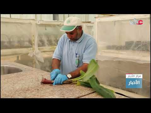 وزارة الثروة الزراعية والسمكية وموارد المياه: إكثار 11 نوعا من أصناف الموز بسلطنة عمان