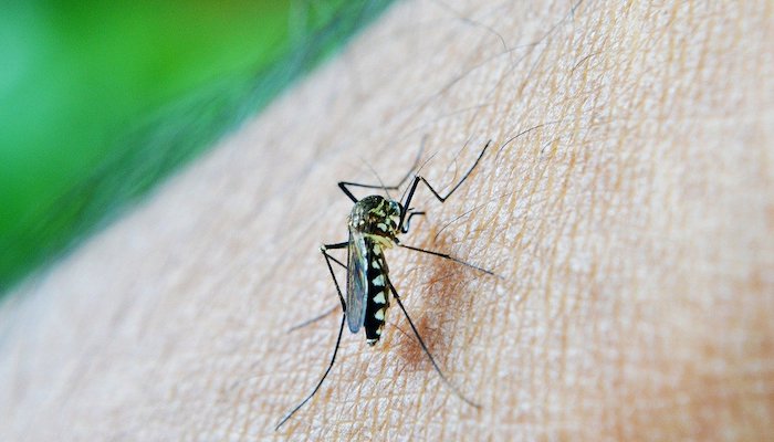 Oman records several dengue fever cases