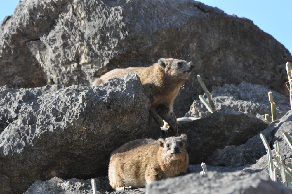 سلطنة عمان تحتفل باليوم العالمي للحياة البرية وتؤكد صون الحياة الفطرية