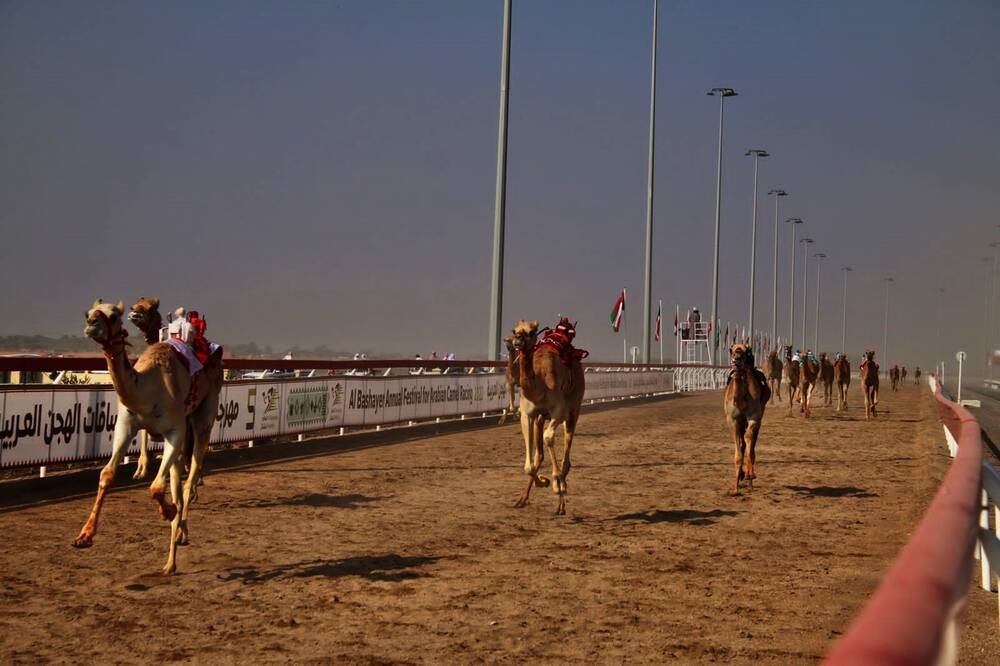 13 شوطا في اليوم الثالث لمهرجان لسباقات الهجن العربية بميدان البشائر