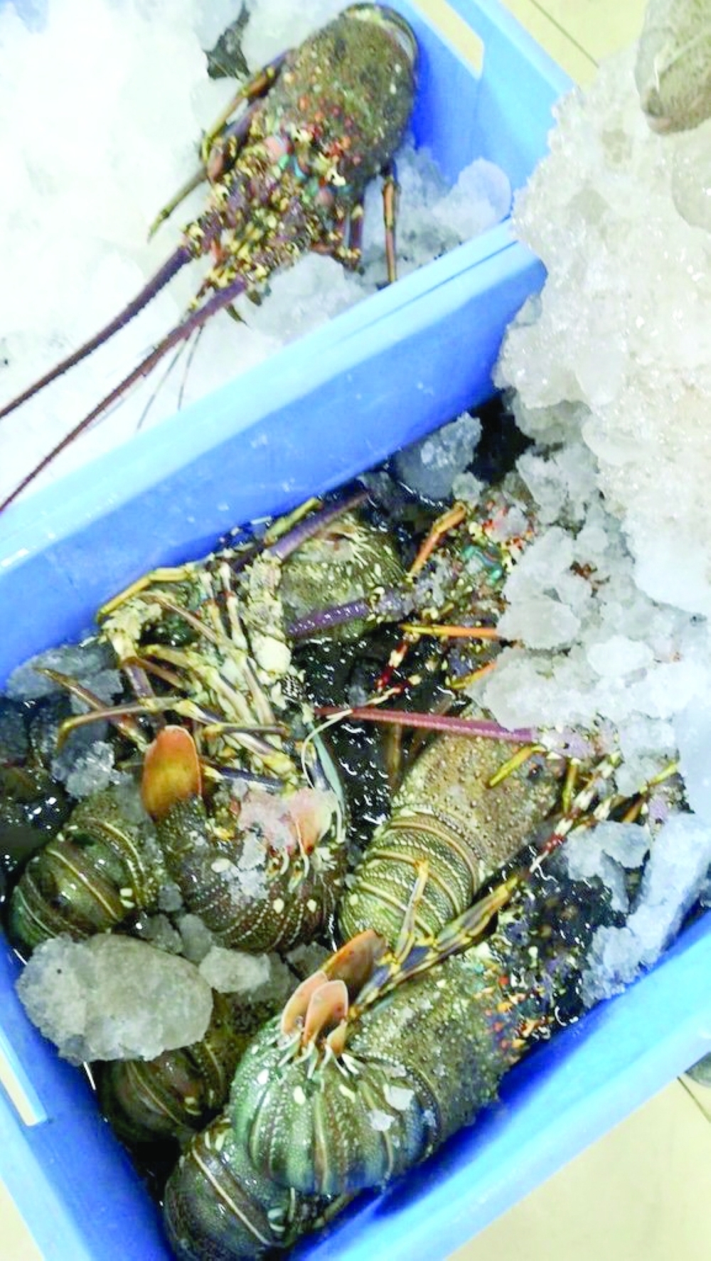 1,121 tons of Omani lobster caught in 2021