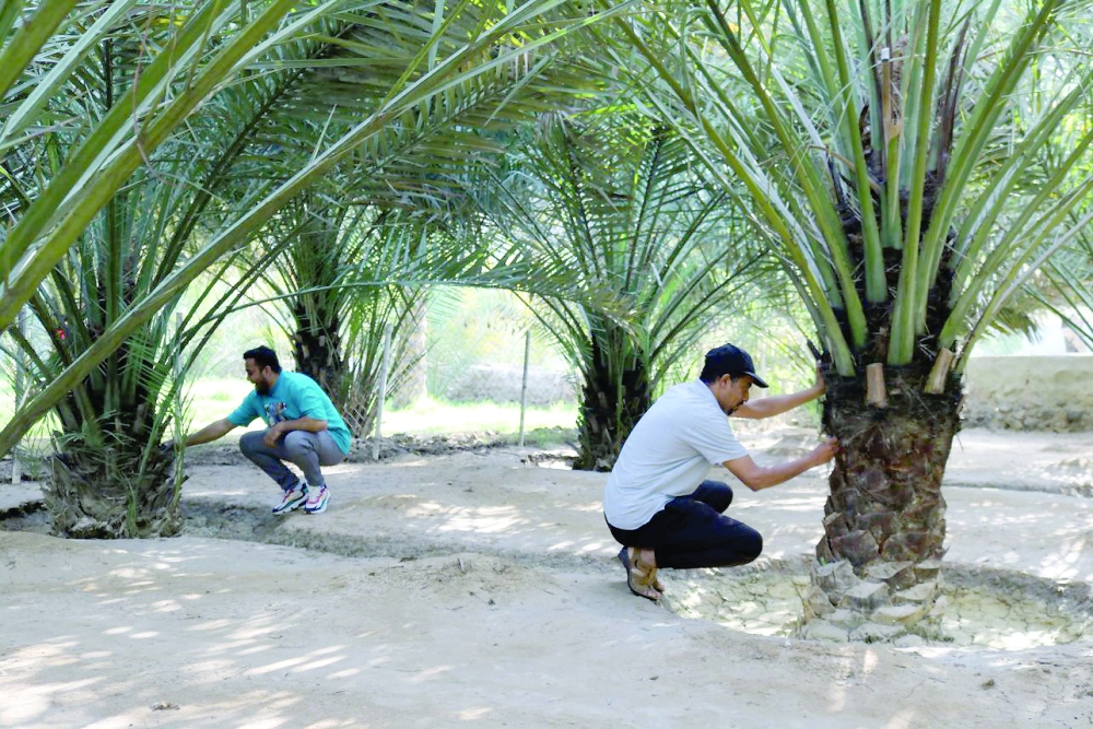 مكافحة حشرة سوسة النخيل في بخاء وضنك