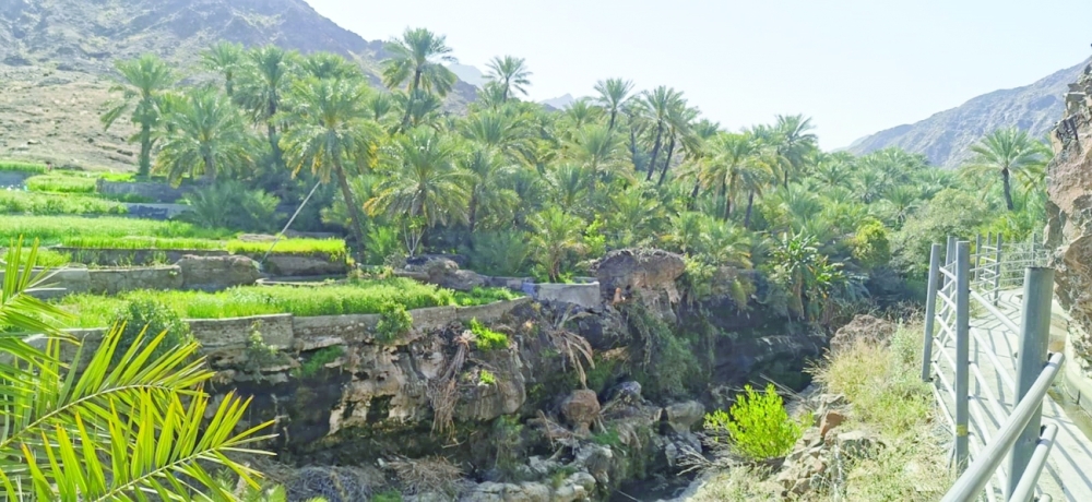 «حلاحل بني غيث»  بصحار .. حقول زراعية تؤكد سحر القرى الجبلية