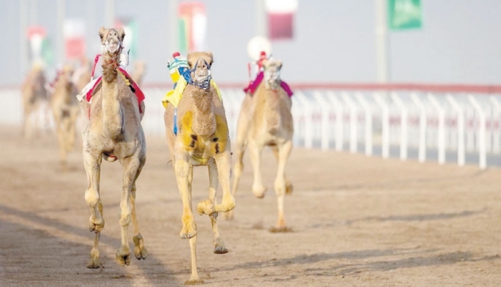 غداً .. ختام فعاليات المهرجان السنوي الخامس لسباقات الهجن العربية بأدم