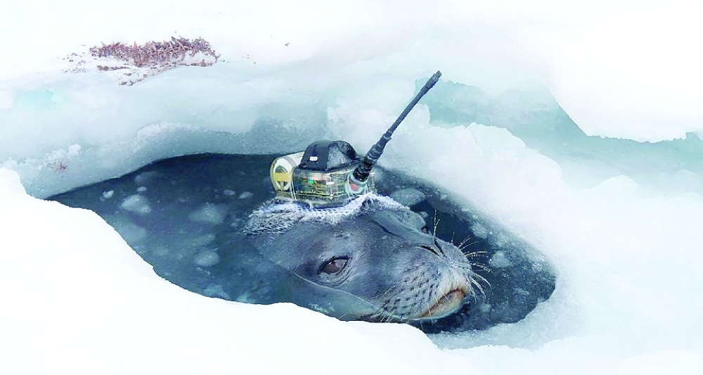 Seals help Japanese researchers collect data under Antarctic ice