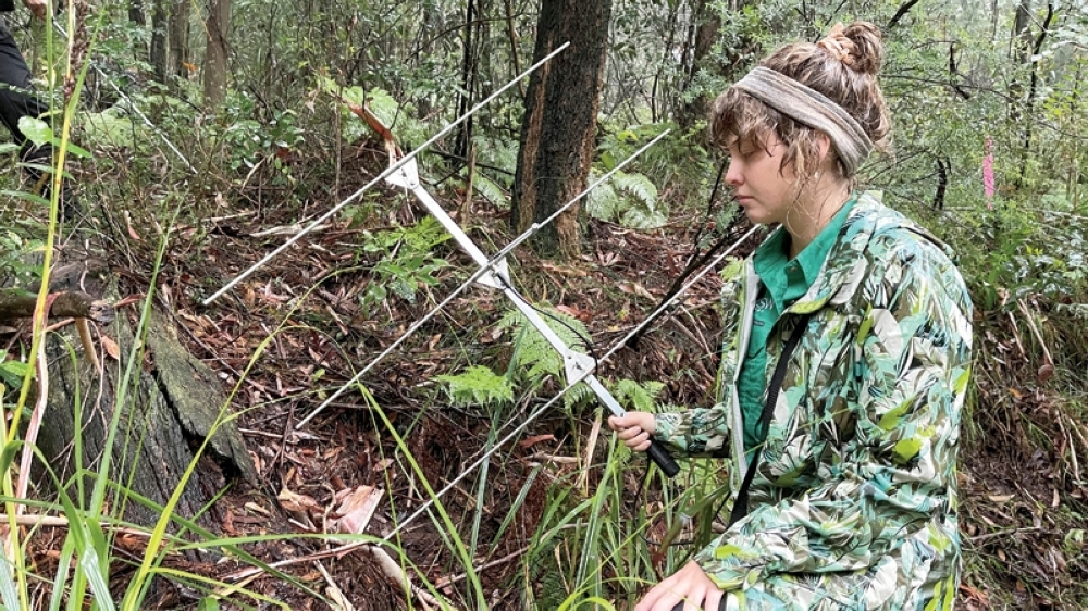 Scientist uses tiny trackers to keep tabs on funnel-web spiders