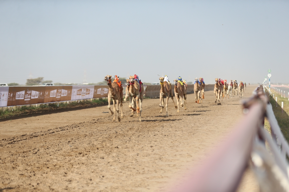 تنافس كبير في انطلاق مهرجان «سيف الاتحاد» للهجن بالفليج