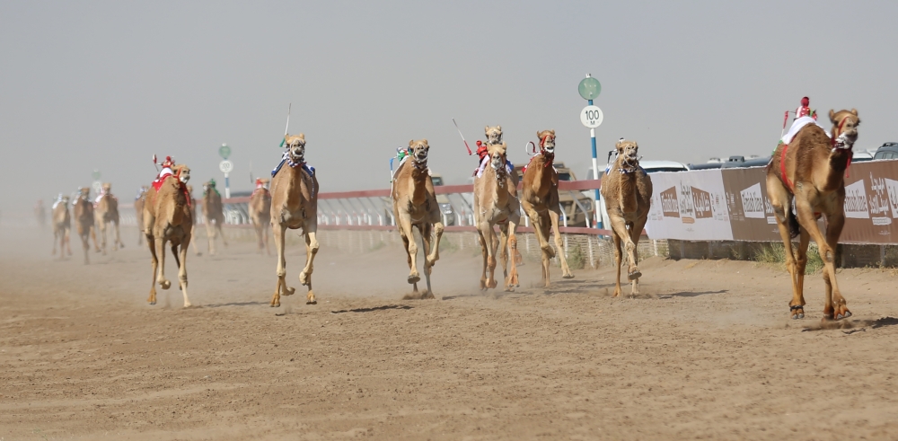 4 أشواط في ختام مهرجان «سيف الاتحاد» 2022 للهجن بالفليج .. غداً