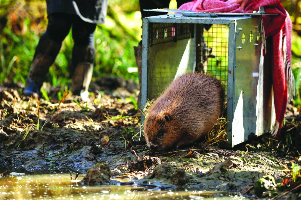 القنادس تعود إلى لندن بعد غياب أربعة قرون