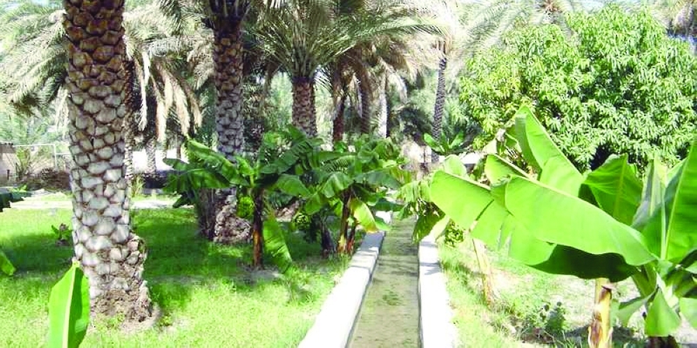 منظمة (الفاو) تشيد بجهود سلطنة عمان في اتخاذ التدابير الفعالة للمياه الجوفية