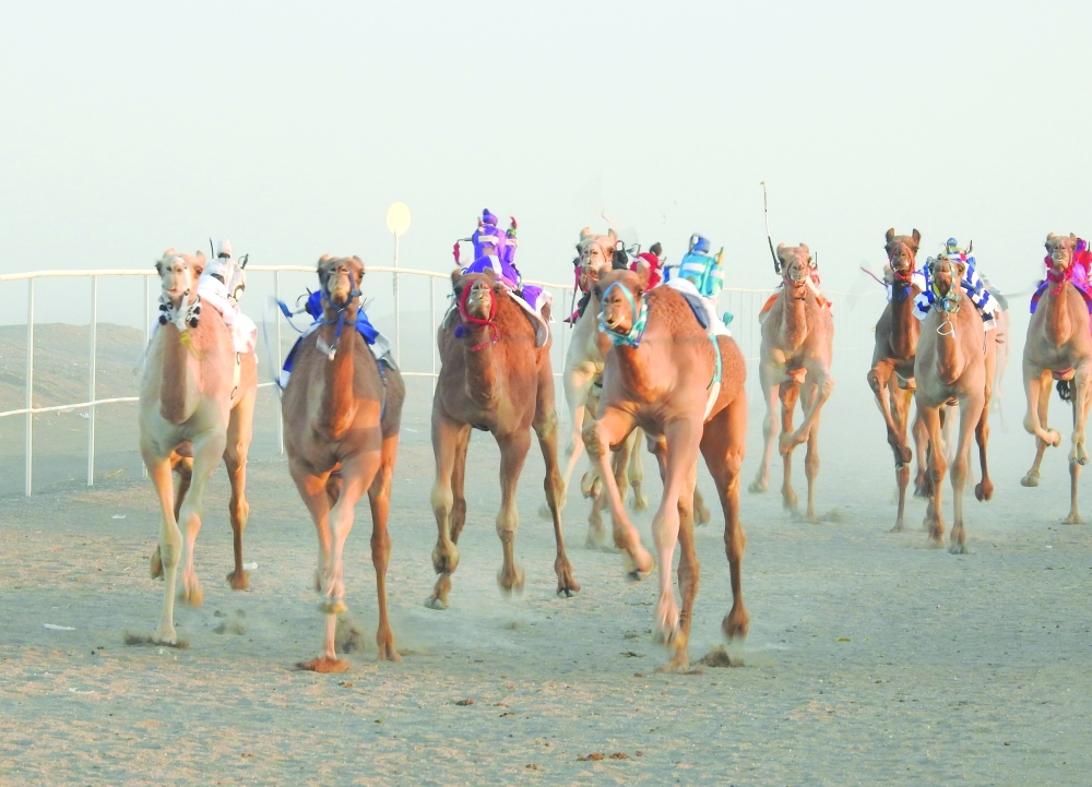 16 شوطا في انطلاق كأس جلالة السلطان لسباقات الهجن .. الإثنين