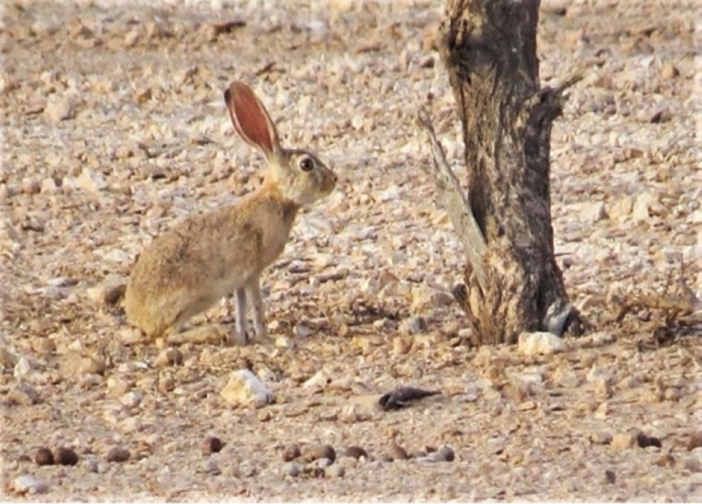 مشروع للحفاظ على التنوع الوراثي للأرانب البرية في سلطنة عمان
