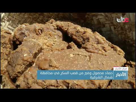 حصاد محصول وفير من قصب السكر في محافظة شمال الشرقية