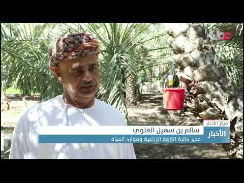 جهود حكومية ومجتمعية للحد من سوسة النخيل الحمراء في ولاية ينقل