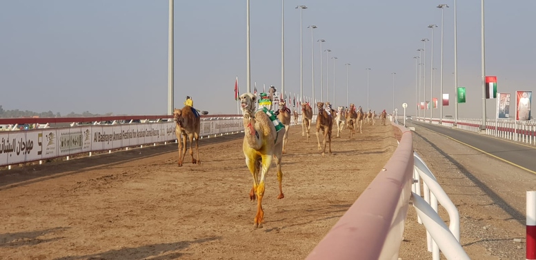 تواصل منافسات مهرجان البشائر الخامس للهجن بولاية أدم