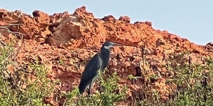 Herons settle down in Daymaniyat Islands Reserve