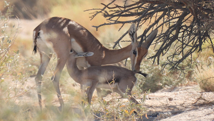 Al Najd Nature and Environment  Conservation Unit bags honour