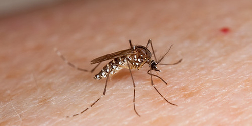 Nanoparticles prove effective against yellow fever mosquito
