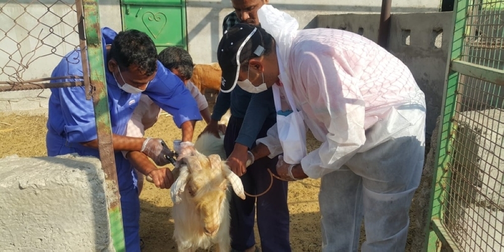 الانتهاء من تنفيذ المشروع الوطني لتحصين الثروة الحيوانية بولاية أدم