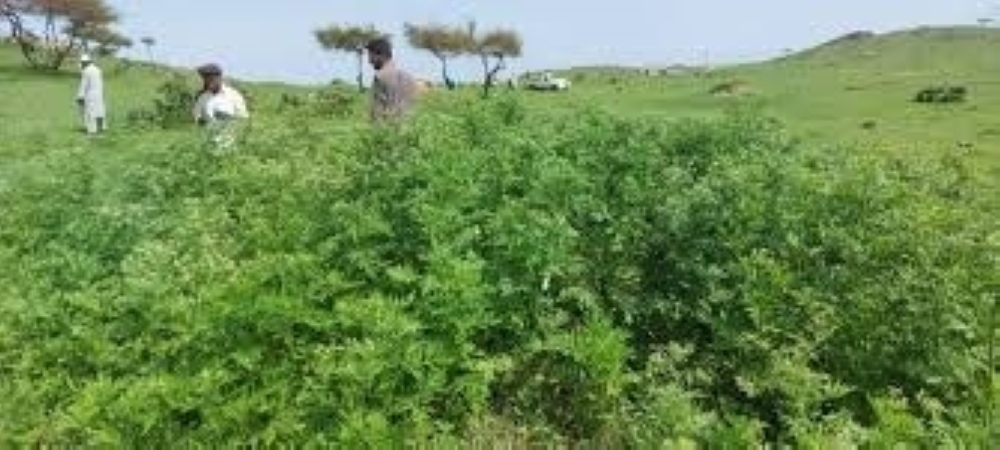 «البيئة» تحذر من خطورة عشبة البارثينيوم على النظام البيئي