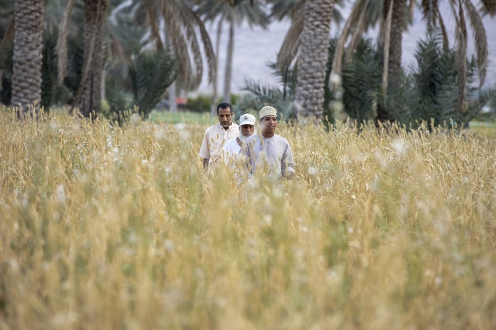 المطاحن العمانية تبدأ في استقبال القمح من المزارعين