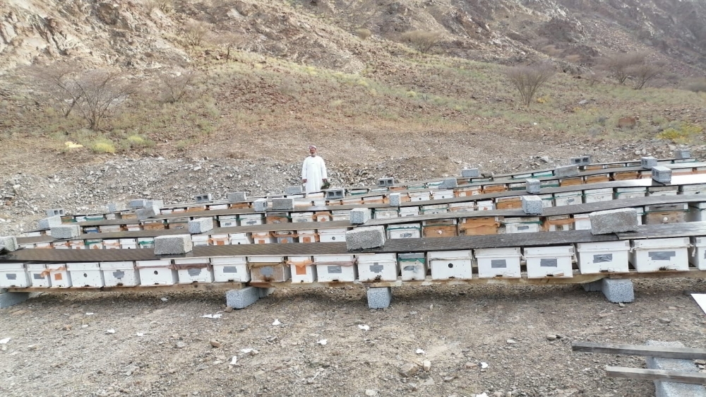 نقل ٢٥٠٠ خلية نحل من العوابي لمواقع بعيدة عن الرش الجوي