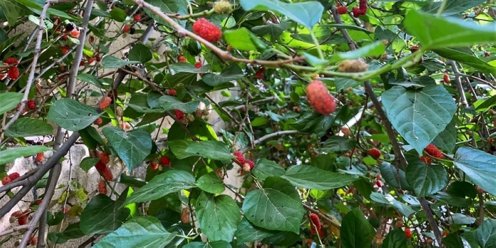 محصول الفرصاد / التوت/ بوادي الحيول بولاية محضة