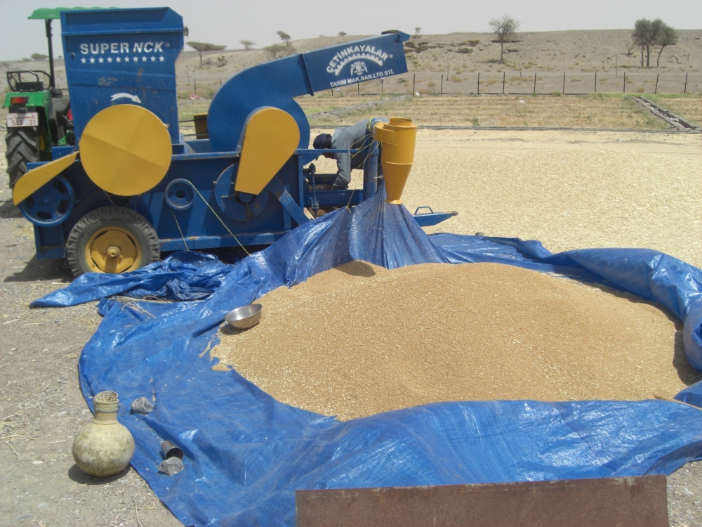 زراعة 40 فدانا من محصول القمح في ولاية أدم