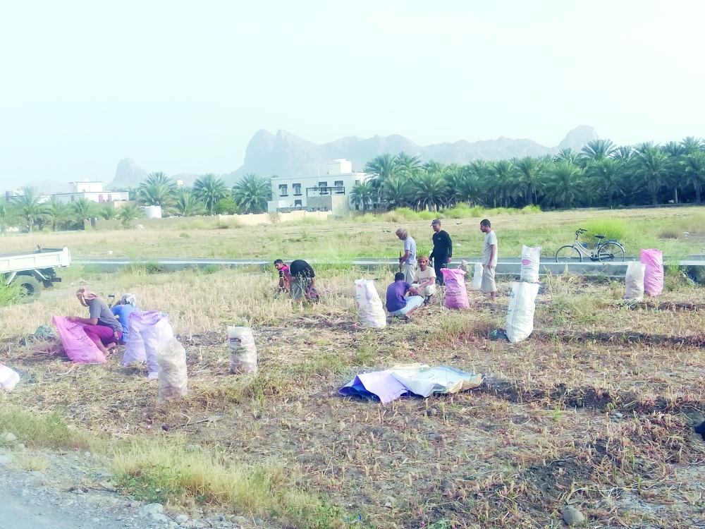 حصاد المحاصيل الزراعية الموسمية بالحمراء مع إنتاج وفير لوجود المياه