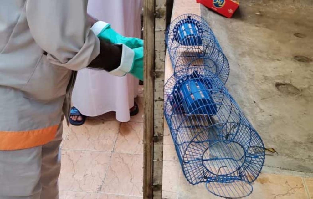 «بلدية مسقط»: استراتيجية متكاملة لمكافحة القوارض والقضاء على بؤر التوالد