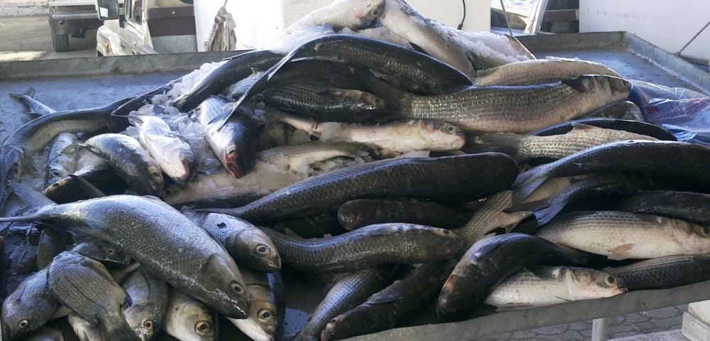 الإنزال السمكي في مصيرة يسجل ارتفاعًا ملحوظًا هذا العام