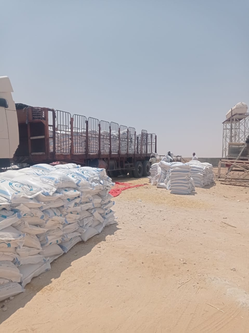 القمح العماني .. أكثر من 2400 فدانا المساحة المزروعة و500 ريال سعر الطن