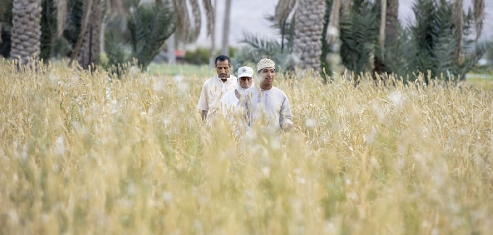 القمح العماني ..  أكثر من 2400 فدان المساحة المزروعة.. و500 ريال سعر الطن