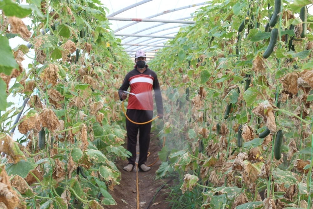 البحوث الزراعية: البيوت المحمية تسهم في زيادة الإنتاج بـ 10 أضعاف