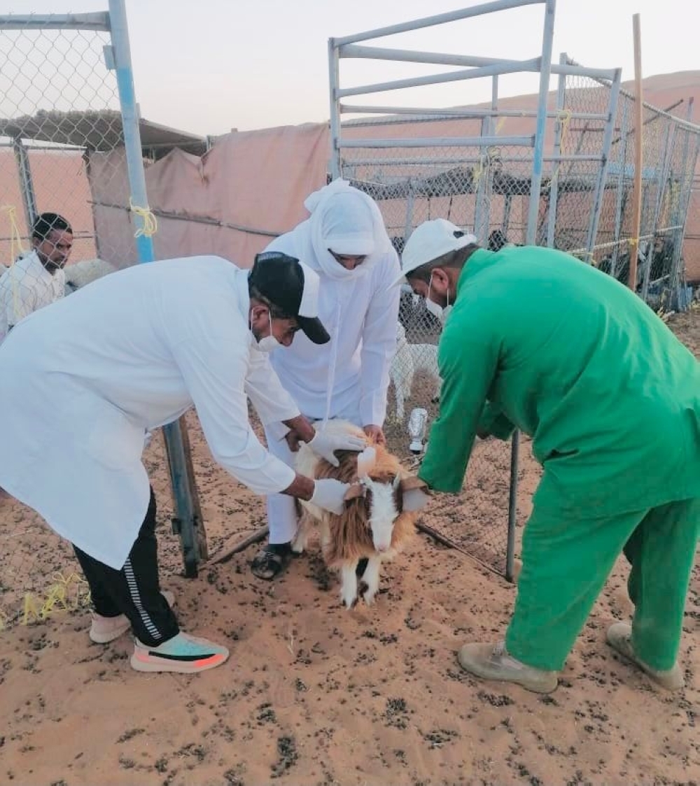 سلطنة عمان تشارك في الاحتفاء باليوم العالمي للطبيب البيطري
