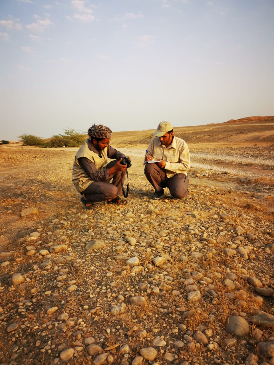 الانتهاء من حصر أعداد طائر عقاب السهول المهدد بالانقراض بظفار