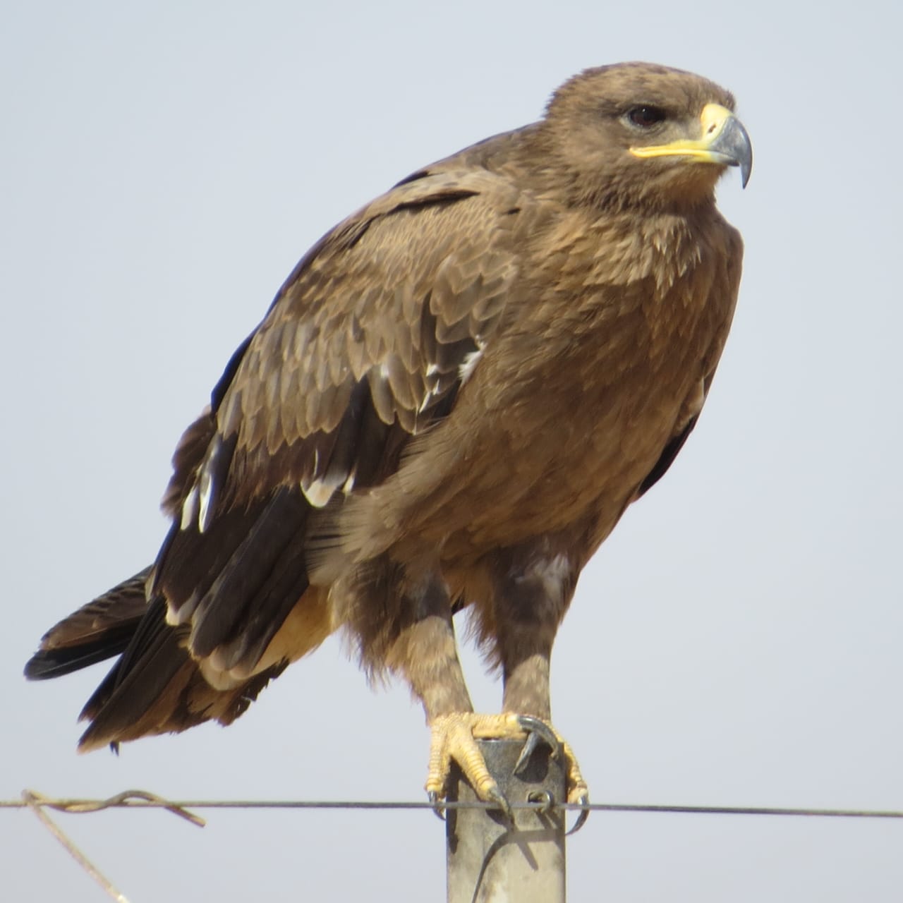 مكتب حفظ البيئة يختتم المسوحات الميدانية السنوية لحصر أعداد عقاب السهول في ظفار