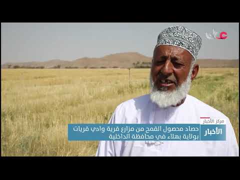 حصاد محصول القمح من مزارع قرية وادي قريات بولاية بهلاء في محافظة الداخلية