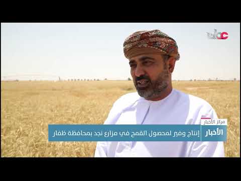 إنتاج وفير من محصول القمح في مزارع نجد بمحافظة ظفار
