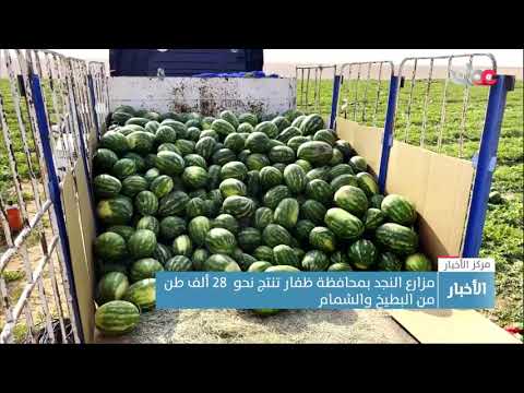 مزارع النجد بمحافظة ظفار تنتج نحو  28 ألف طن من البطيخ والشمام