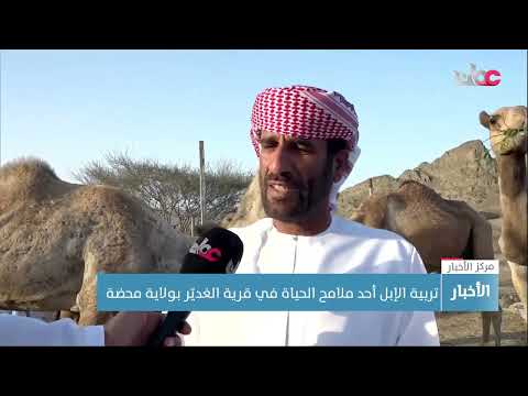 تربية الإبل أحد ملامح الحياة في قرية الغديّر بولاية محضة