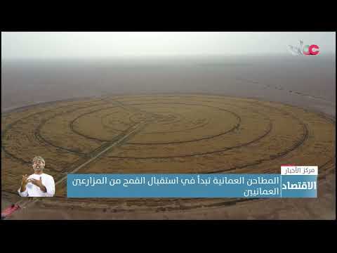 المطاحن العمانية تبدأ في استقبال القمح من المزارعين العمانيين