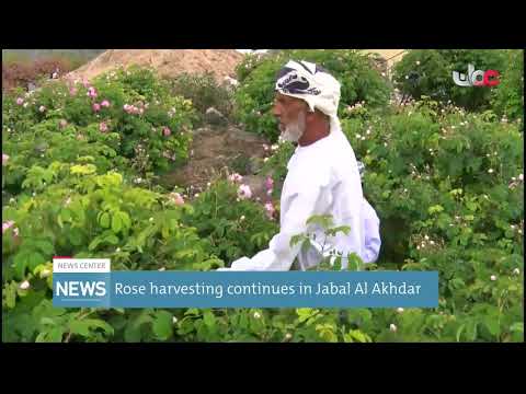 Rose harvesting continues in Jabal Al Akhdar