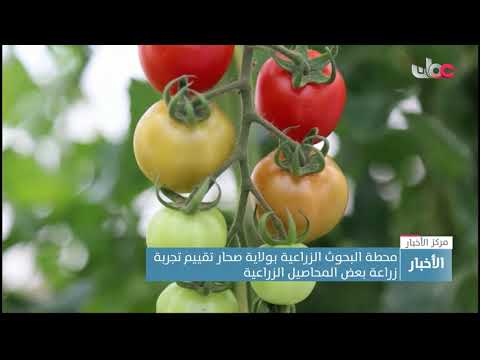 محطة البحوث الزراعية بولاية صحار تقييم تجربة زراعة بعض المحاصيل الزراعية