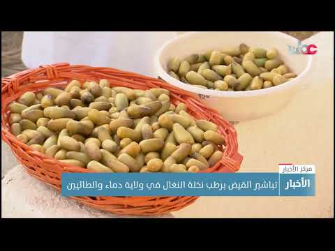 بدء تباشير القيض برطب نخلة النغال في ولاية دماء والطائيين