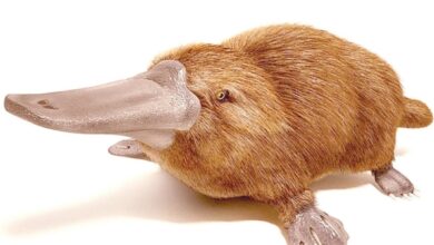 150-year-old platypus specimen proved some mammals lay eggs